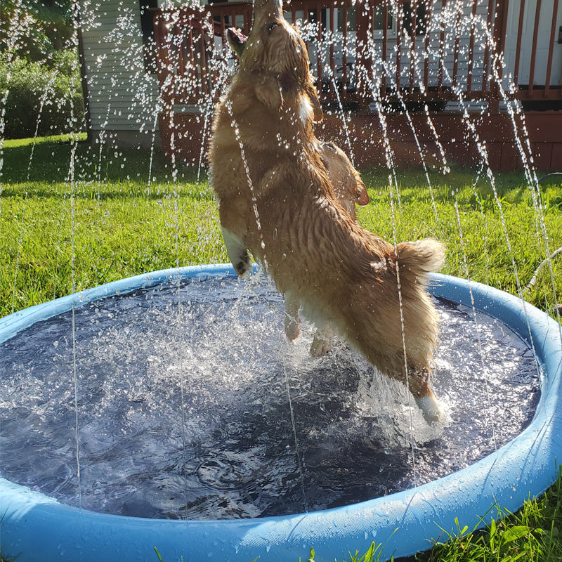 Dog Sprinkler Pool