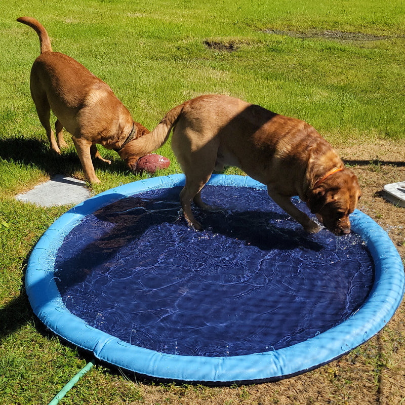 Dog Sprinkler Pool