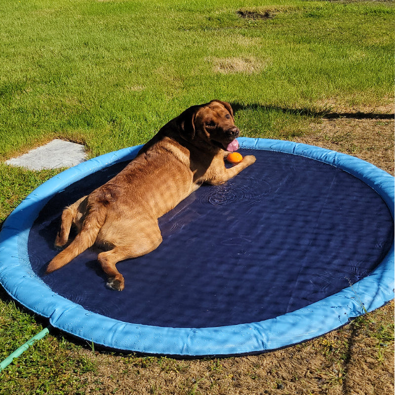 Dog Sprinkler Pool